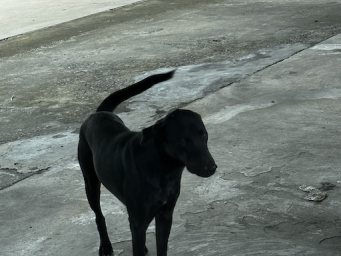 45佳能或将部分相机业务外包以降低成本