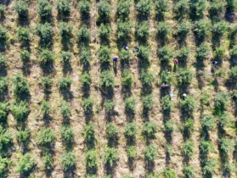 武宣：年加工100吨 首个油茶全产业链结出“富民果”