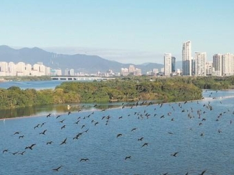 鸬鹚抵厦，厦门秋冬“顶流”回来啦