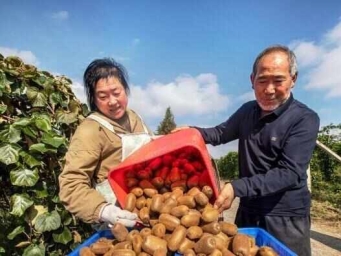 贵州黔西：猕猴桃迎丰收