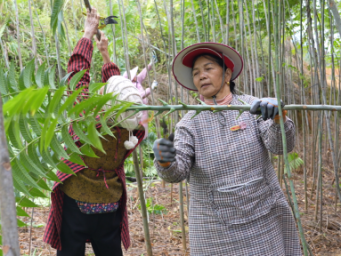 巴马香椿芽香飘北上广